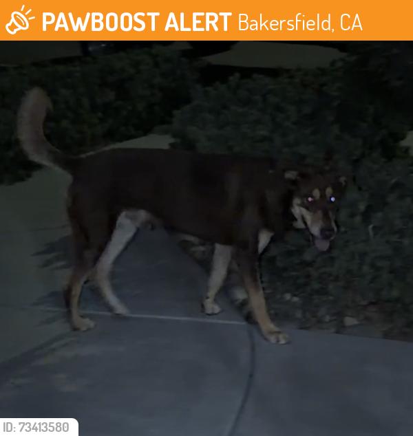 Found/Stray Male Dog last seen Ashe/McKee, Bakersfield, CA 93313
