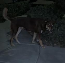Found/Stray Male Dog last seen Ashe/McKee, Bakersfield, CA 93313
