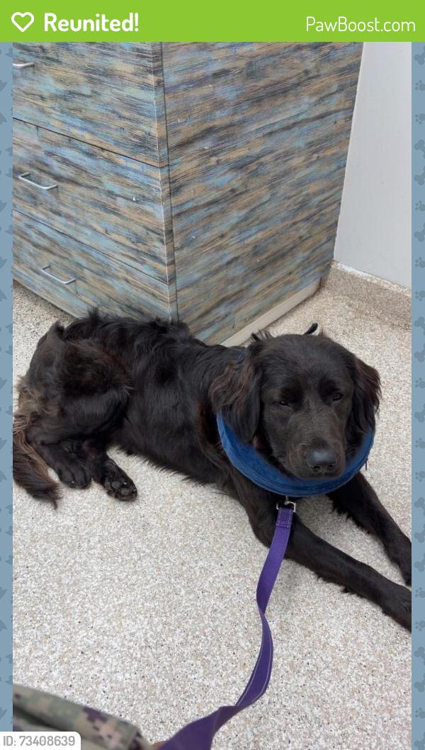 Reunited Male Dog last seen Glover park dr westphilia, Upper Marlboro, MD 20772