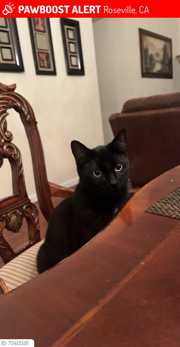 Lost Male Cat last seen North sunrise avenue roseville ca 95661, Roseville, CA 95661