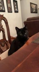 Lost Male Cat last seen North sunrise avenue roseville ca 95661, Roseville, CA 95661