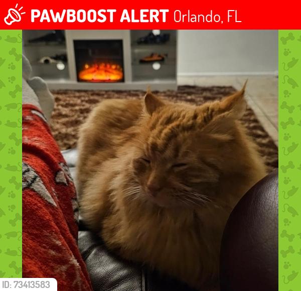 Lost Male Cat last seen Fountains, Milenia Orlando, Orlando, FL 32839