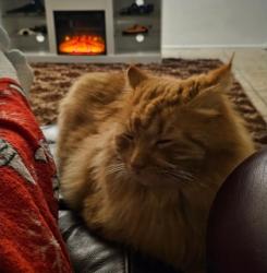 Lost Male Cat last seen Fountains, Milenia Orlando, Orlando, FL 32839