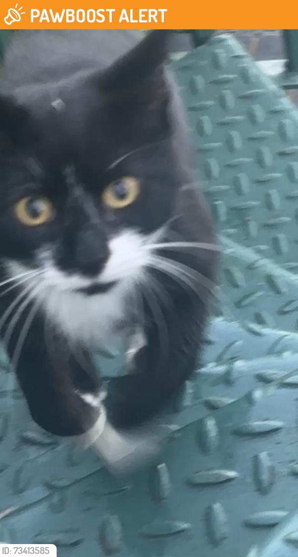 Found/Stray Unknown Cat last seen Moseley gate Moseley village, West Midlands, England B13 8JJ