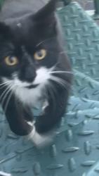 Found/Stray Unknown Cat last seen Moseley gate Moseley village, West Midlands, England B13 8JJ