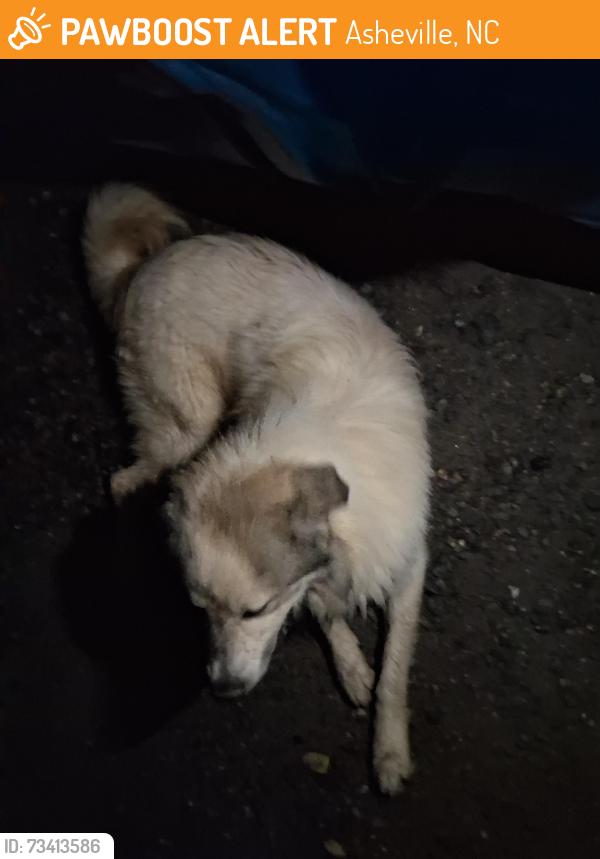 Found/Stray Unknown Dog last seen Candler knob, Asheville, NC 28806
