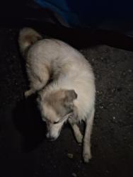Found/Stray Unknown Dog last seen Candler knob, Asheville, NC 28806
