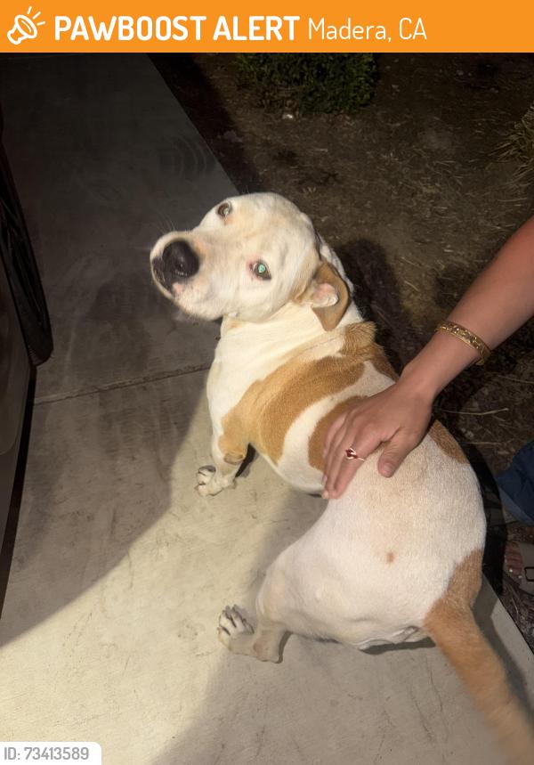 Found/Stray Unknown Dog last seen Rocky bottom st and nile st, Madera, CA 93637