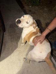 Found/Stray Unknown Dog last seen Rocky bottom st and nile st, Madera, CA 93637