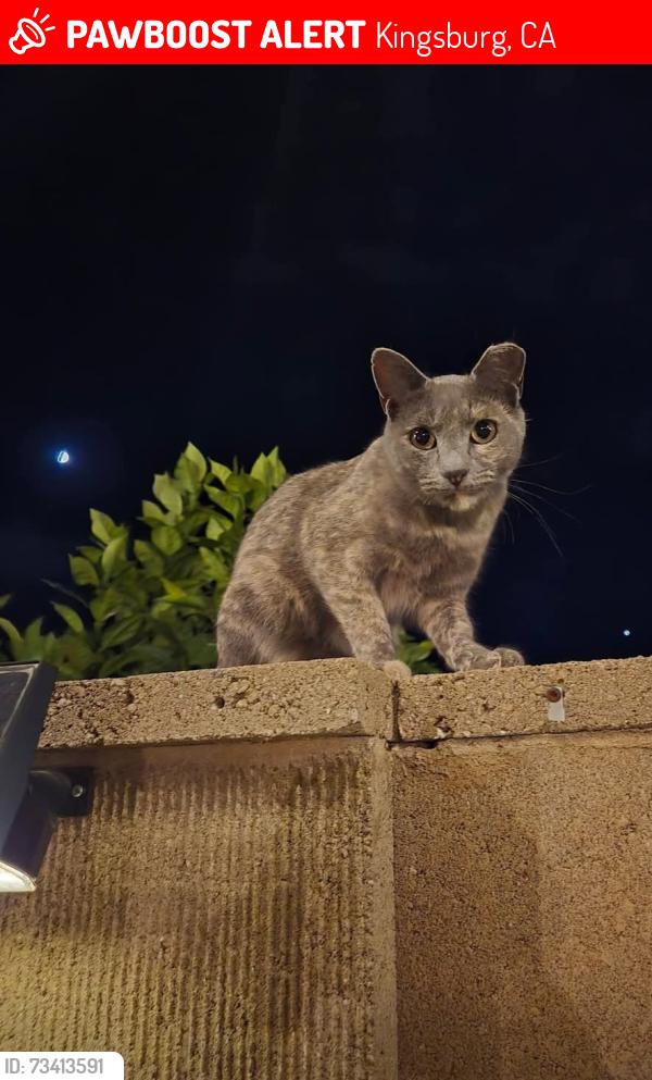 Lost Female Cat last seen Sierra St, Sonic, Kingsburg, CA 93631