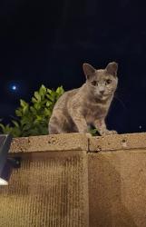 Lost Female Cat last seen Sierra St, Sonic, Kingsburg, CA 93631