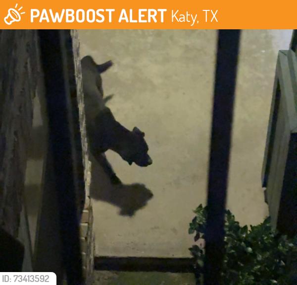 Found/Stray Unknown Dog last seen Near building 10 at commons of hollyhock apmt, Katy, TX 77449