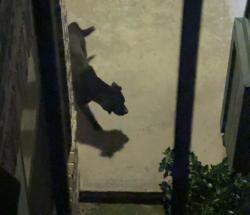 Found/Stray Unknown Dog last seen Near building 10 at commons of hollyhock apmt, Katy, TX 77449