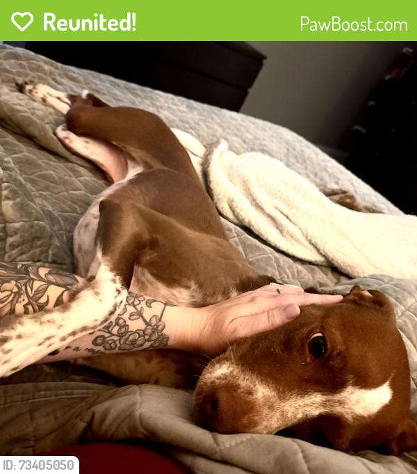 Reunited Female Dog last seen Chase RD & 282nd Ave, Gresham, OR 97080