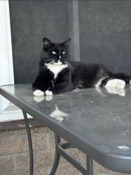Lost Male Cat last seen Hughes and Dakota, Fresno, CA 93705