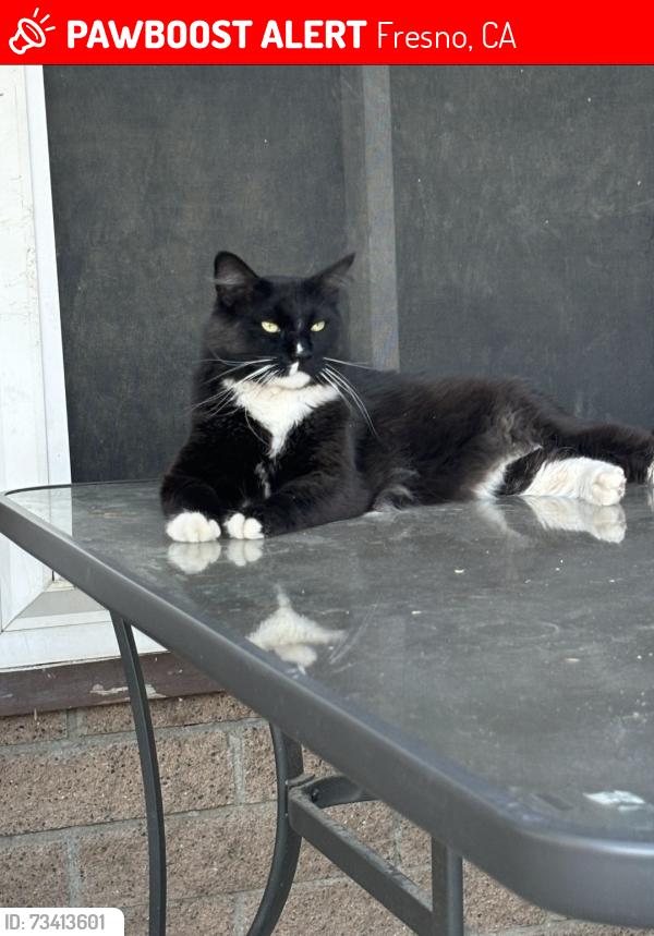 Lost Male Cat last seen Hughes and Dakota, Fresno, CA 93705