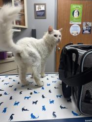 Found/Stray Male Cat last seen Bailey Lane, Mansfield, TX, Mansfield, TX 76063