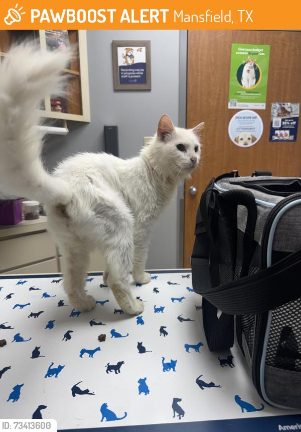 Found/Stray Male Cat last seen Bailey Lane, Mansfield, TX, Mansfield, TX 76063