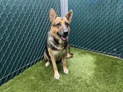 Shelter Stray Female Dog last seen , 11258 Garfield Ave, Downey, CA 90242, USA