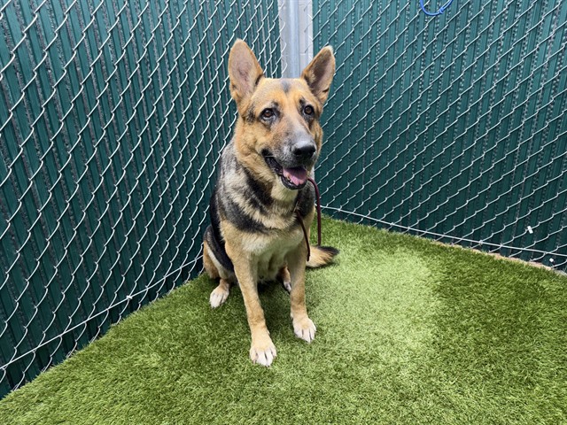 Shelter Stray Female Dog last seen , 11258 Garfield Ave, Downey, CA 90242, USA