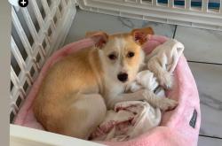 Lost Female Dog last seen Winchester, Monroe, NC 28110