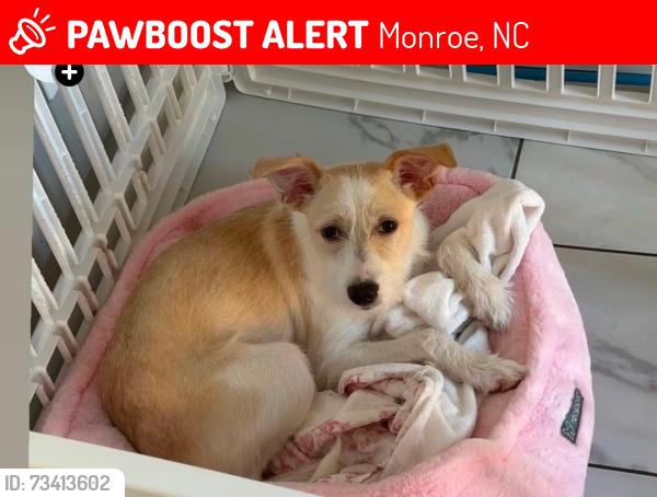 Lost Female Dog last seen Winchester, Monroe, NC 28110