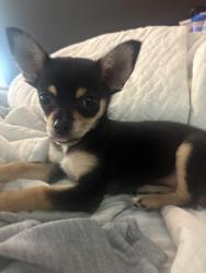 Lost Female Dog last seen Good luck rd and Oakland ave, Riverdale, MD 20737