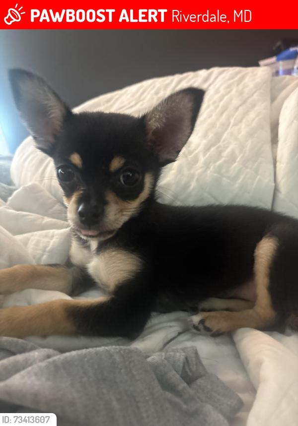 Lost Female Dog last seen Good luck rd and Oakland ave, Riverdale, MD 20737