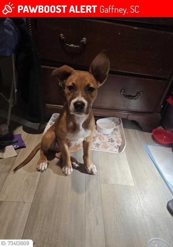 Lost Female Dog last seen Highway 211, Gaffney, SC 29340