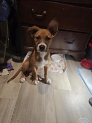 Lost Female Dog last seen Highway 211, Gaffney, SC 29340