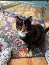 Lost Female Cat last seen Pacoval Place and Modena Drive, Cary, NC 27513