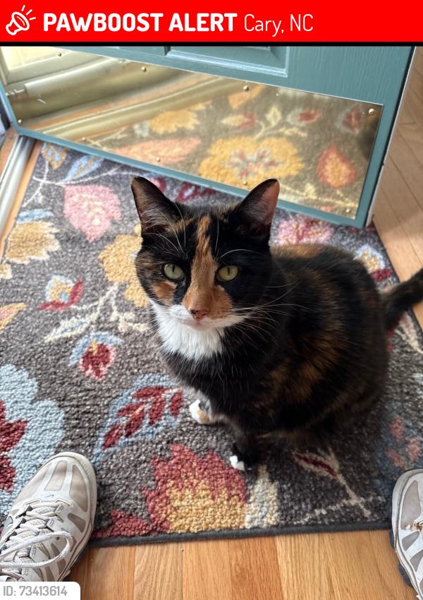 Lost Female Cat last seen Pacoval Place and Modena Drive, Cary, NC 27513