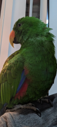 Found/Stray Male Bird last seen Rosemeadow, Rosemeadow, NSW 2560