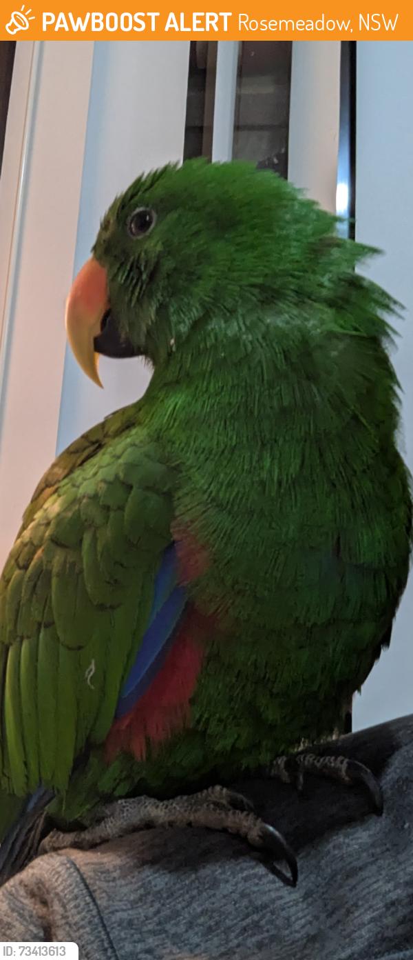 Found/Stray Male Bird last seen Rosemeadow, Rosemeadow, NSW 2560