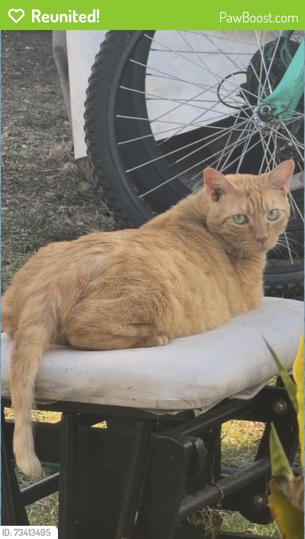 Reunited Male Cat last seen Pennsylvania Ave. Lomita Blvd., Lomita, CA 90717