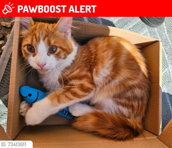 Lost Male Cat last seen Greenacre way, Bishops Cleeve, England 