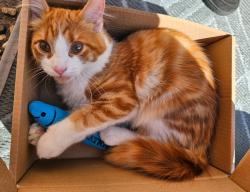Lost Male Cat last seen Greenacre way, Bishops Cleeve, England 