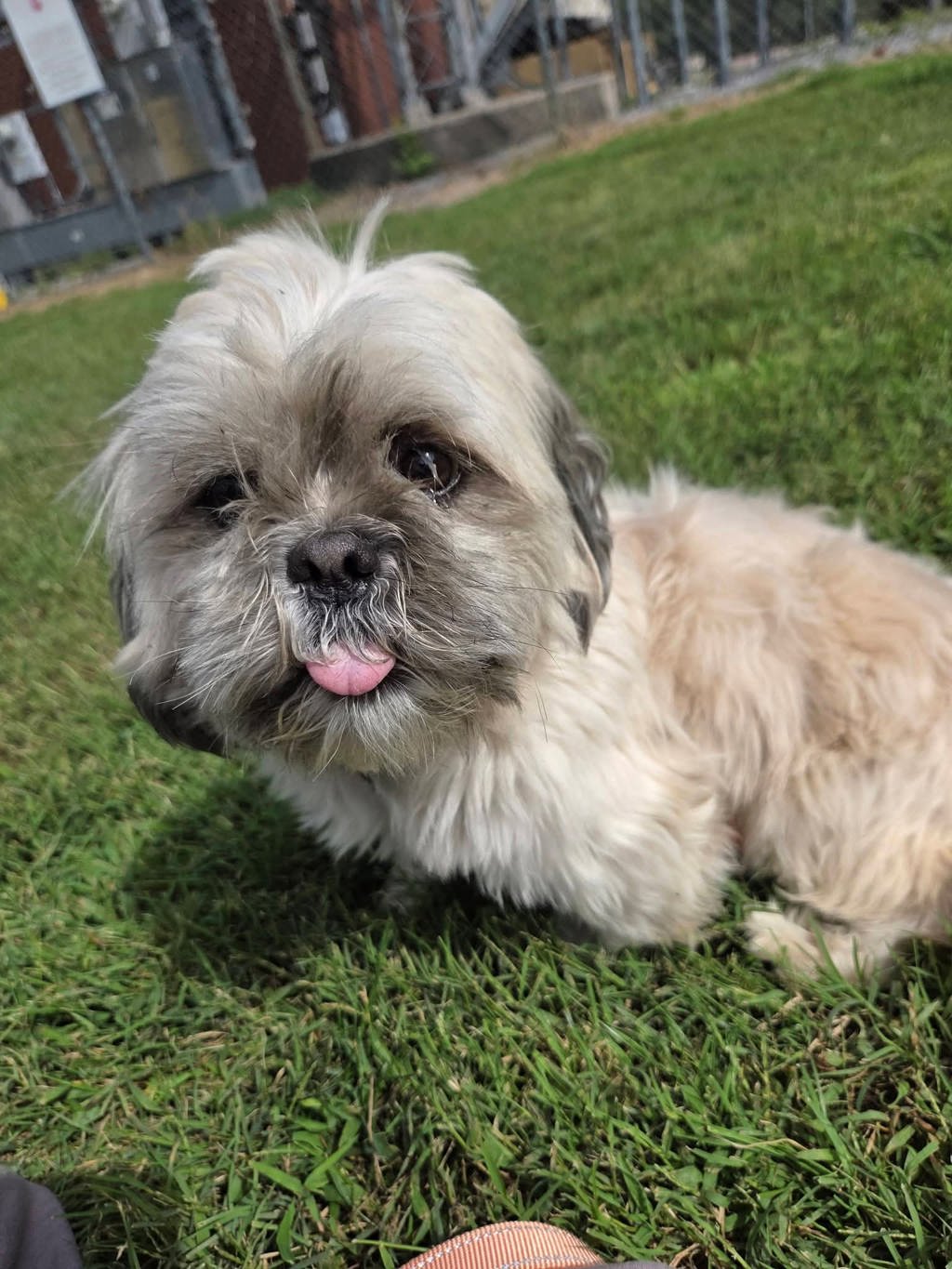 Shelter Stray Male Dog last seen Marcey Creek Road, LAUREL, MD, 20724, 411 Maxwell Frye Rd, Millersville, MD 21108, USA