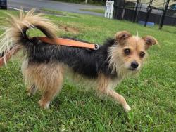 Shelter Stray Female Dog last seen Near Jumpers Hole Rd, PASADENA, MD, 21122, 411 Maxwell Frye Rd, Millersville, MD 21108, USA