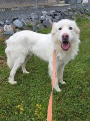 Shelter Stray Male Dog last seen Near Dogwood Road, MILLERSVILLE, MD, 21108, 411 Maxwell Frye Rd, Millersville, MD 21108, USA