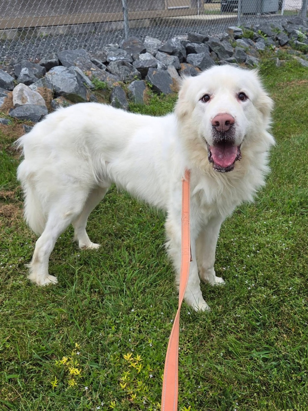 Shelter Stray Male Dog last seen Near Dogwood Road, MILLERSVILLE, MD, 21108, 411 Maxwell Frye Rd, Millersville, MD 21108, USA