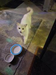 Found/Stray Male Cat last seen Greenville 92704, Santa Ana, CA 92704