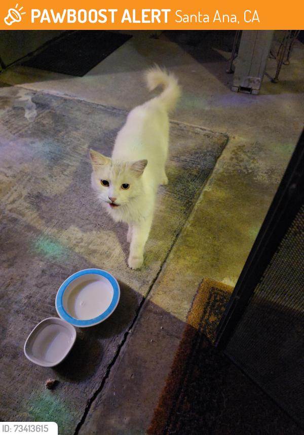 Found/Stray Male Cat last seen Greenville 92704, Santa Ana, CA 92704