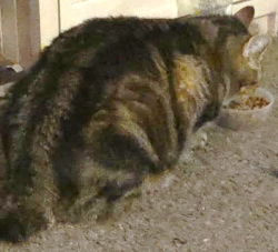 Reunited Male Cat last seen Cirby Way and Crestmont Ave, Roseville, CA 95661