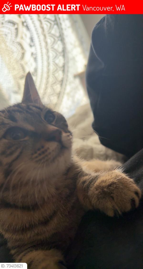 Lost Female Cat last seen Willow creek apmts, Vancouver, WA 98665
