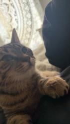 Lost Female Cat last seen Willow creek apmts, Vancouver, WA 98665