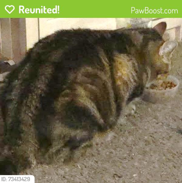 Reunited Male Cat last seen Cirby Way and Crestmont Ave, Roseville, CA 95661