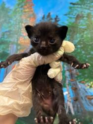 Shelter Stray Female Cat last seen Bexar County, 3353 Morningside Dr, New Braunfels, TX 78132, USA