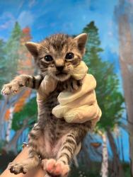 Shelter Stray Female Cat last seen Bexar County, 3353 Morningside Dr, New Braunfels, TX 78132, USA