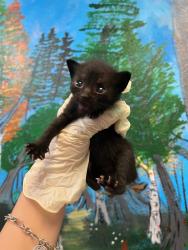 Shelter Stray Female Cat last seen Bexar County, 3353 Morningside Dr, New Braunfels, TX 78132, USA